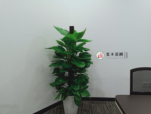 西安办公室花卉绿植租摆的养护操作流程